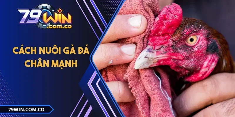 Cách Nuôi Gà Đá Chân Mạnh Trong 21 Ngày Cực Kỳ Hiệu Quả 4 Cách Nuôi Gà Đá Chân Mạnh Trong 21 Ngày Cực Kỳ Hiệu Quả
