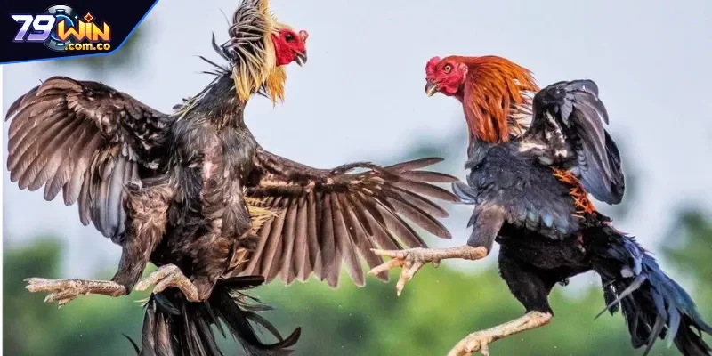 Đá Gà 79WIN 3 Đá gà 79WIN quy tụ hàng ngàn chiến kê dũng mãnh so tài