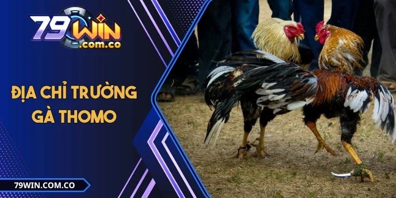Tổng Hợp Các Địa Chỉ Trường Gà Thomo Nổi Tiếng Nhất 2025 6 Tổng Hợp Các Địa Chỉ Trường Gà Thomo Nổi Tiếng Nhất 2025