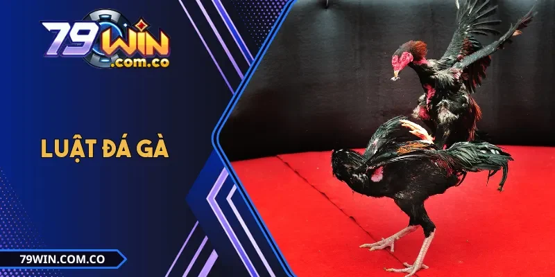 Luật Đá Gà Ba Miền - Quy Định Cơ Bản, Đặc Điểm Từng Khu Vực 5 Luật Đá Gà Ba Miền - Quy Định Cơ Bản, Đặc Điểm Từng Khu Vực